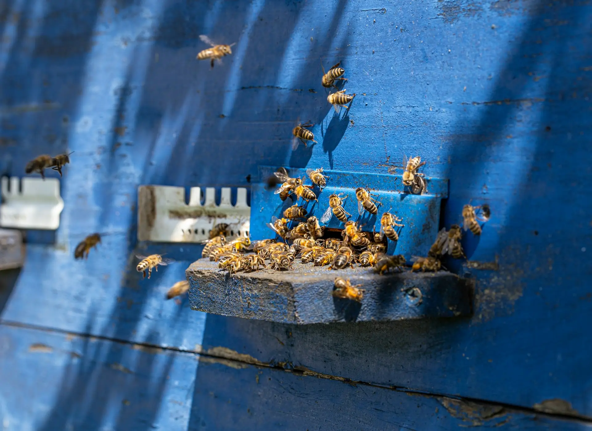 Close-up of a bee on a beehive in an apiary.